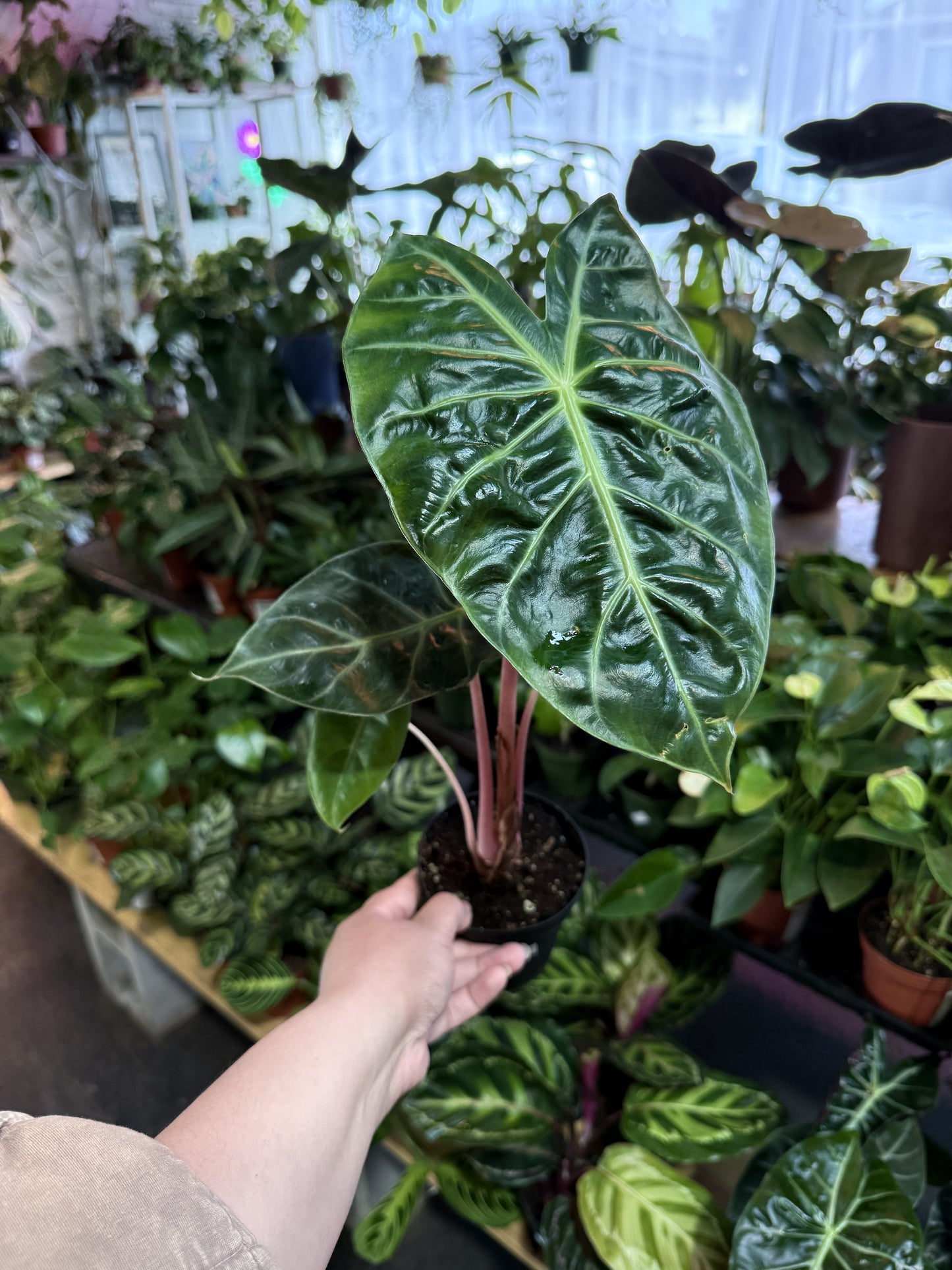 Alocasia 'Pink Dragon'