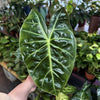 Alocasia 'Pink Dragon'