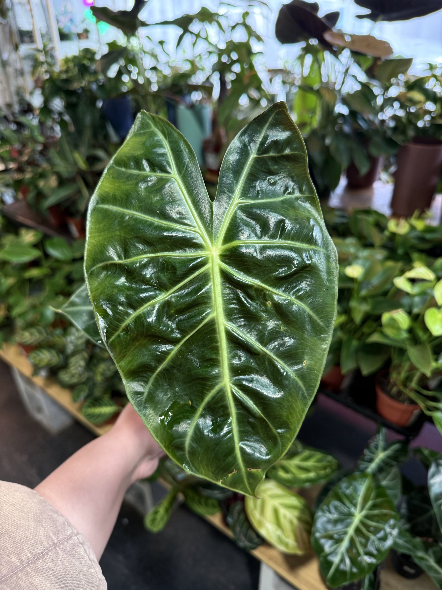 Alocasia 'Pink Dragon'