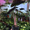 Alocasia 'Pink Dragon'