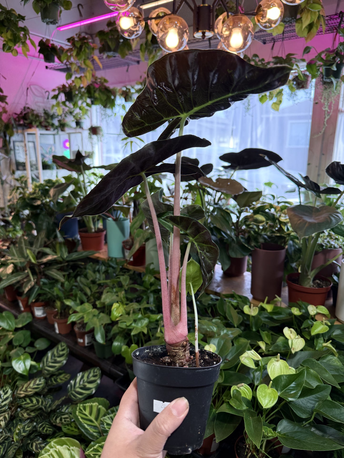 Alocasia 'Pink Dragon'