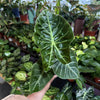 Alocasia 'Pink Dragon'