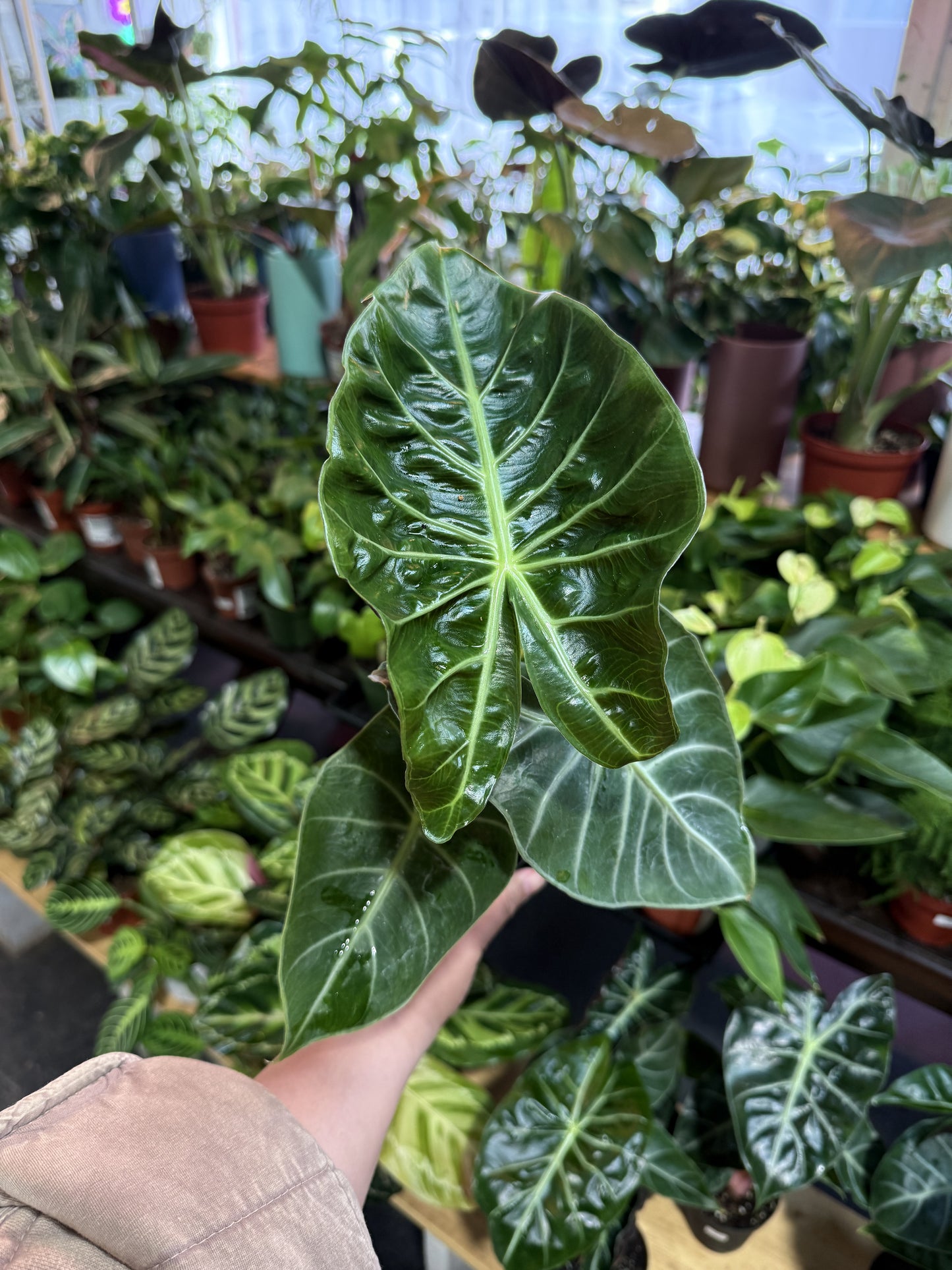 Alocasia 'Pink Dragon'