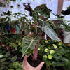 Alocasia 'Pink Dragon'
