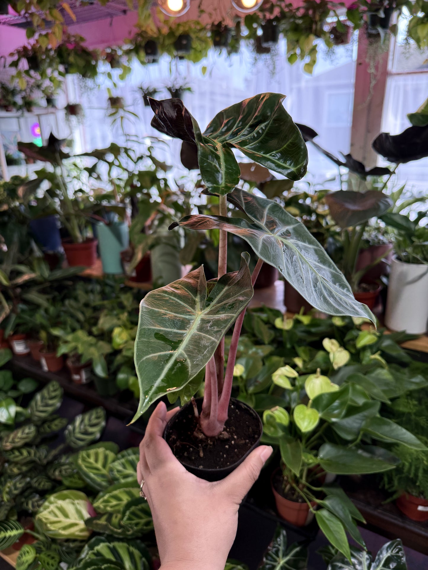Alocasia 'Pink Dragon'