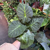 Alocasia 'Regal Shield'