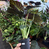 Alocasia 'Regal Shield'
