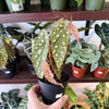Begonia 'Maculata'