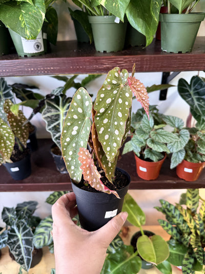 Begonia 'Maculata'