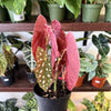 Begonia 'Maculata'