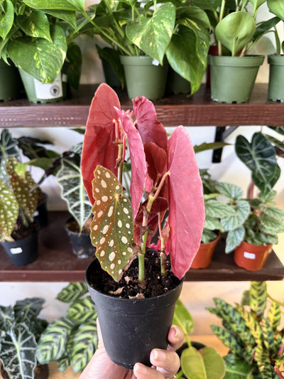 Begonia 'Maculata'