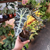 Alocasia Polly 'African Mask'