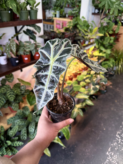 Alocasia Polly 'African Mask'