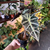 Alocasia Polly 'African Mask'
