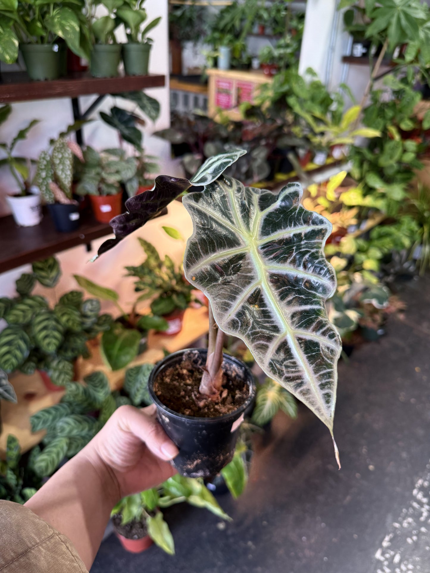 Alocasia Polly 'African Mask'