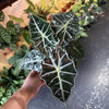 Alocasia Polly 'African Mask'