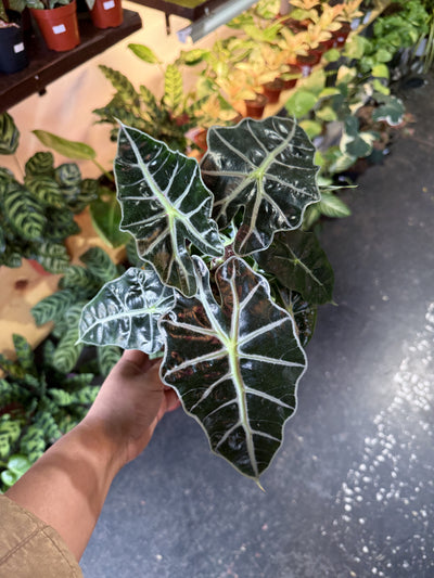 Alocasia Polly 'African Mask'