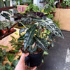 Alocasia Polly 'African Mask'