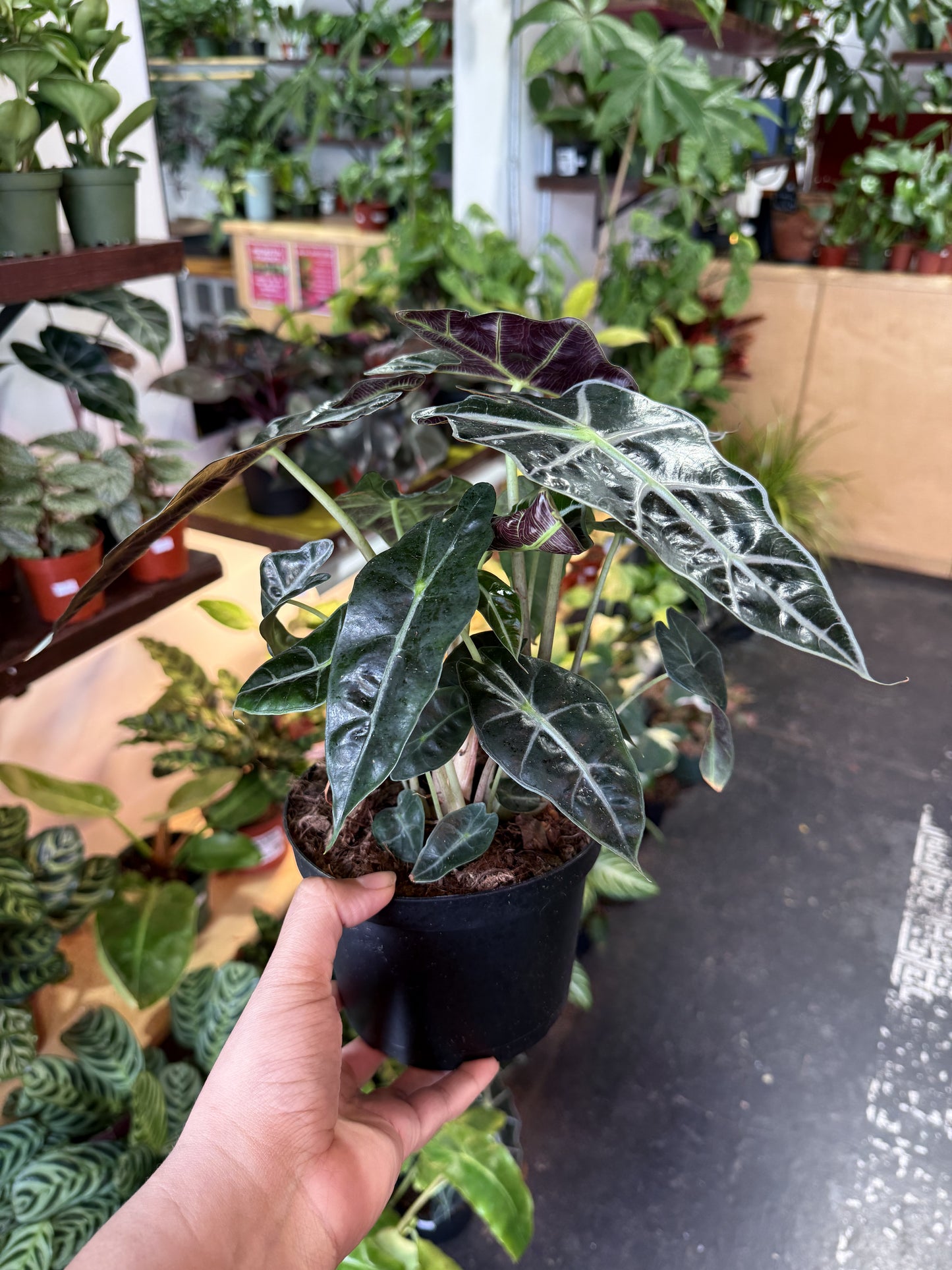 Alocasia Polly 'African Mask'