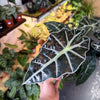 Alocasia Polly 'African Mask'