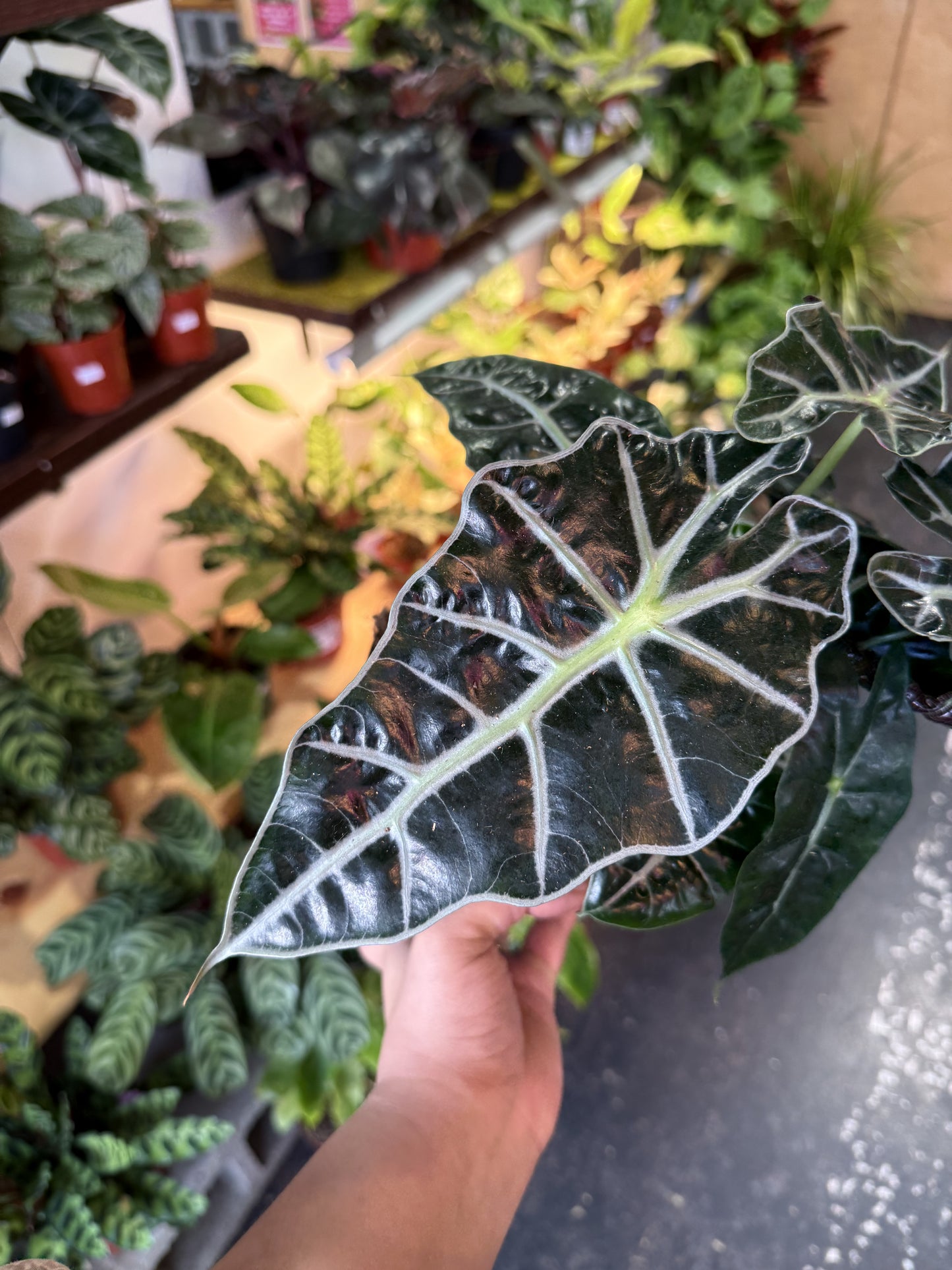 Alocasia Polly 'African Mask'