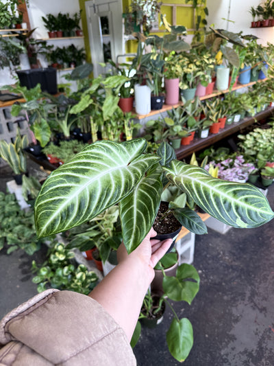 Xanthosoma 'Lendenii'