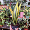 Sansevieria 'Gold Flame'