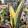 Sansevieria 'Gold Flame'