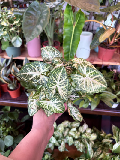 Syngonium 'White Butterfly'