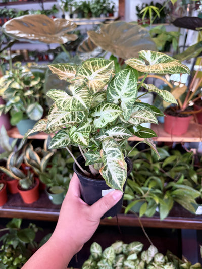 Syngonium 'White Butterfly'