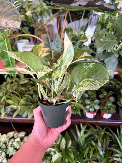 Pothos 'Marble Queen'