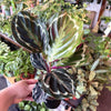 Calathea 'Medallion'