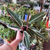 Stromanthe 'Triostar'