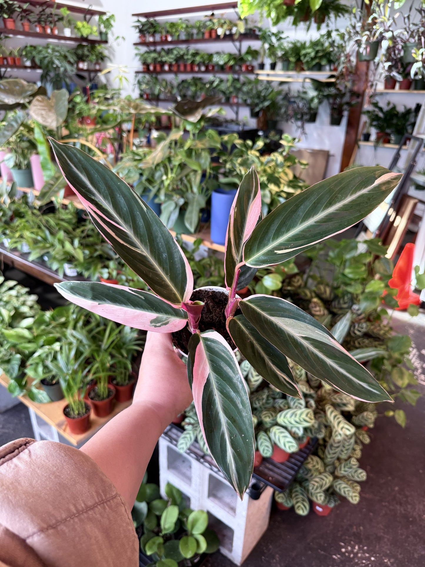 Stromanthe 'Triostar'