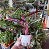 Stromanthe 'Triostar'