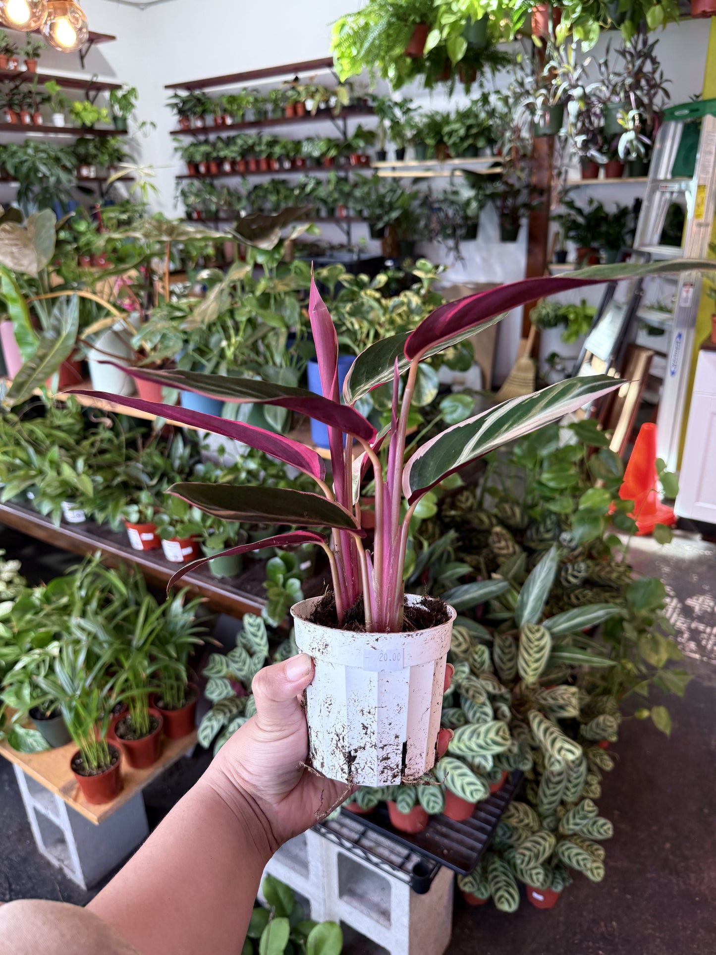Stromanthe 'Triostar'