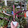 Stromanthe 'Triostar'