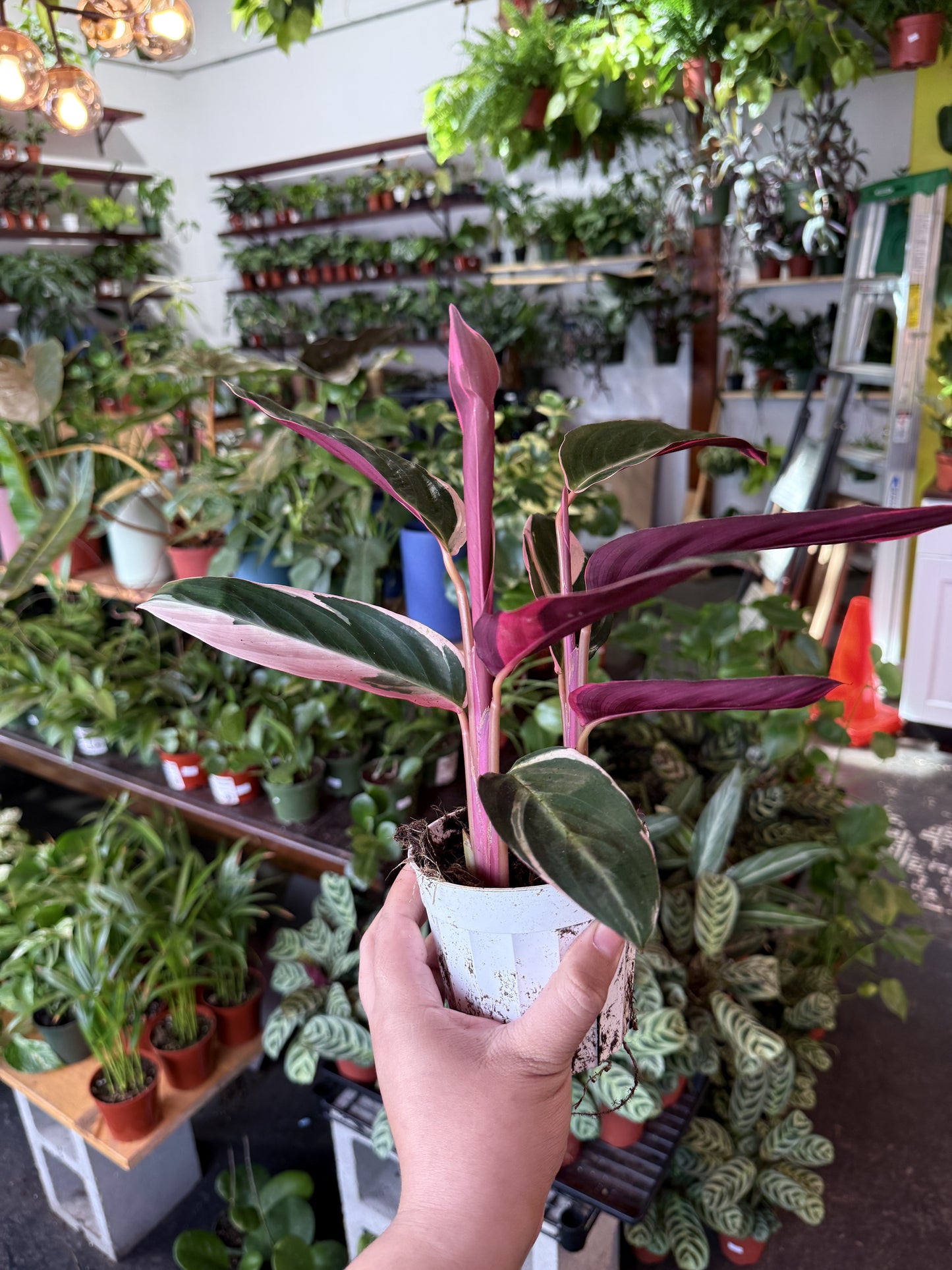 Stromanthe 'Triostar'