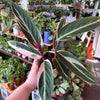 Stromanthe 'Triostar'