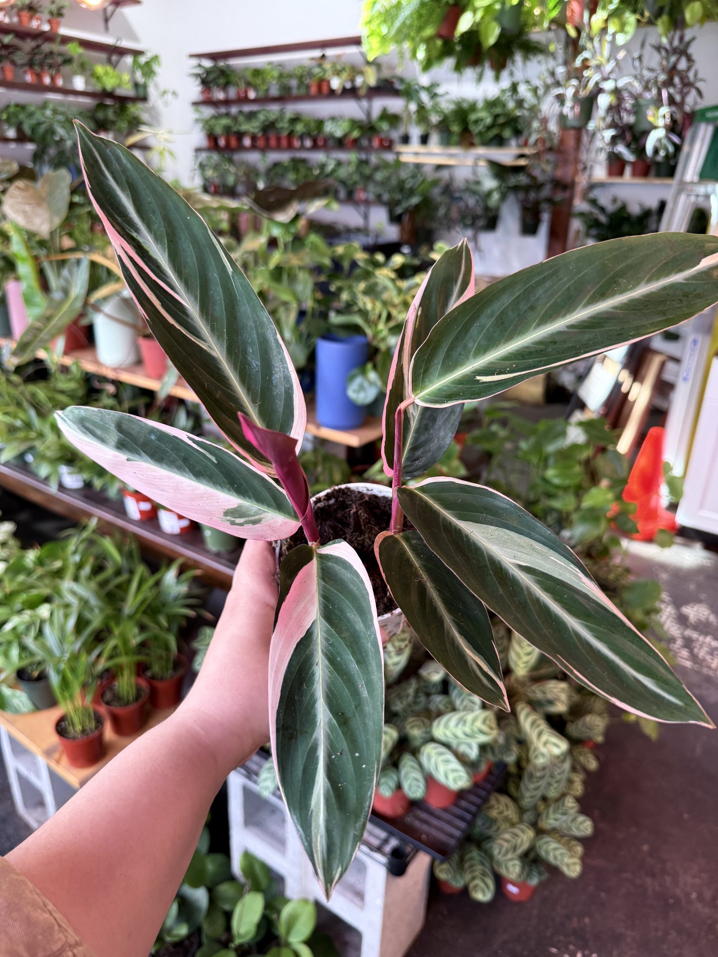 Stromanthe 'Triostar'