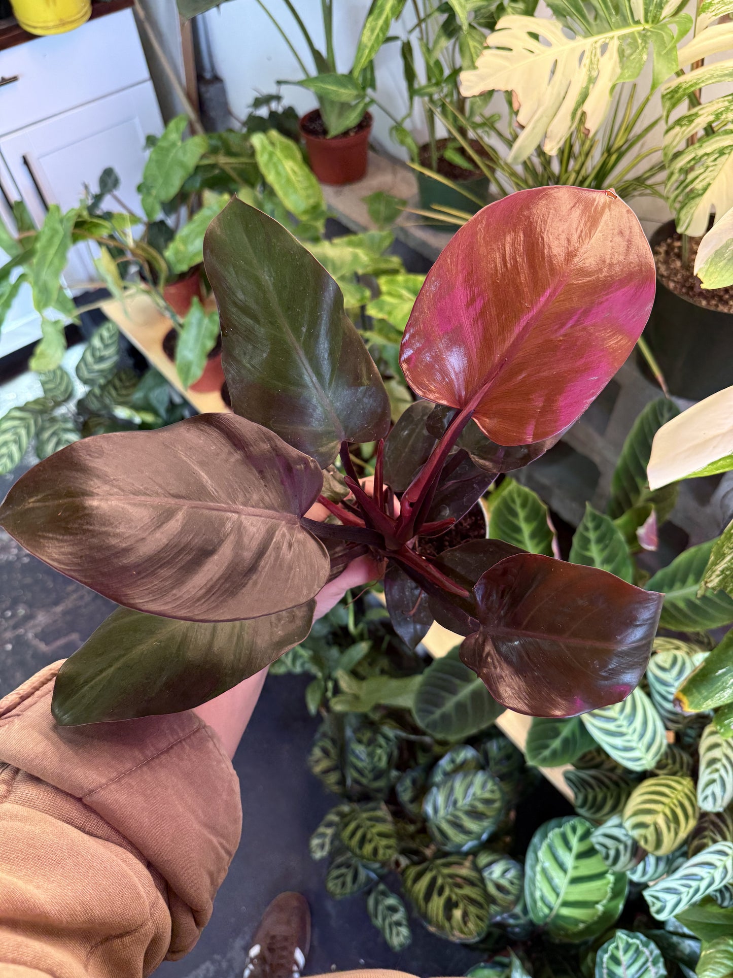 Philodendron 'McColley'