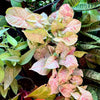 Syngonium 'Milk Confetti'