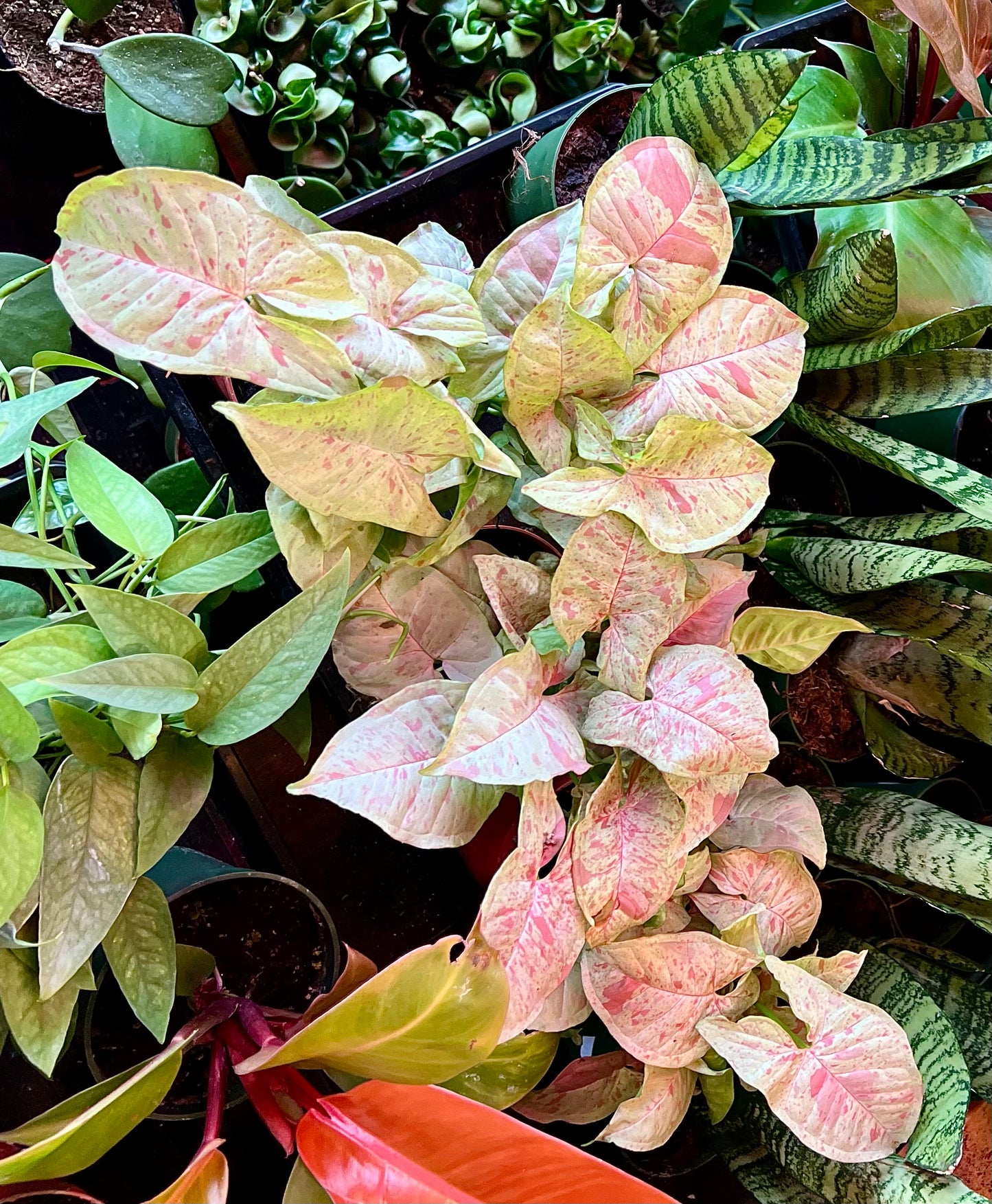 Syngonium 'Milk Confetti'