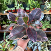 Ficus Elastica 'Ruby'