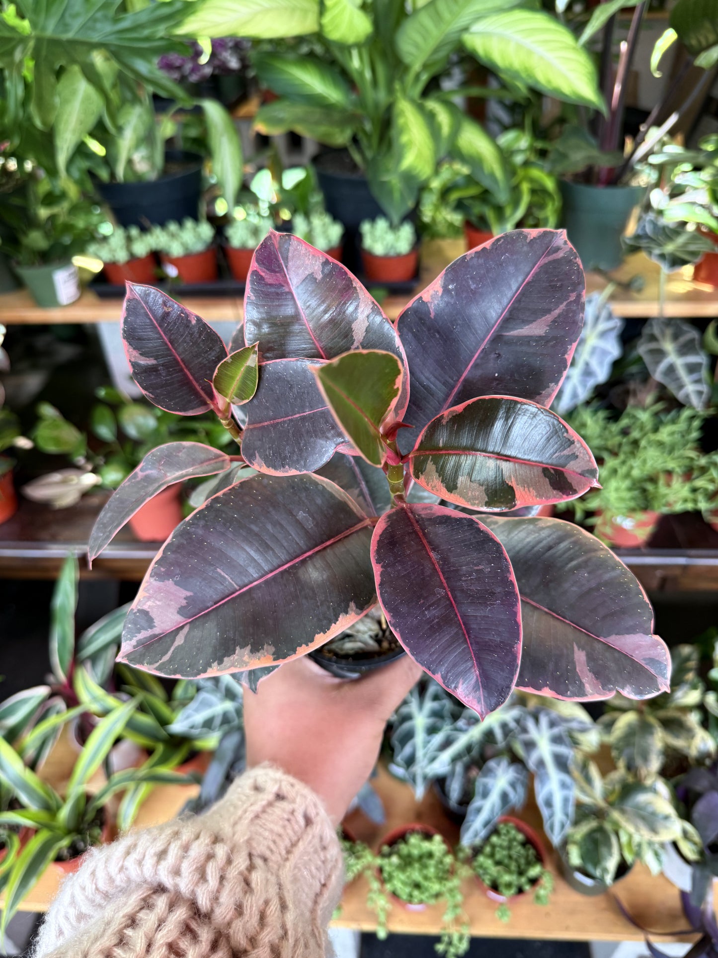 Ficus Elastica 'Ruby'
