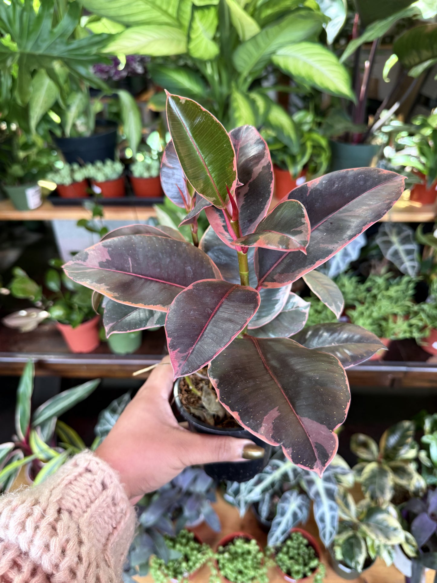 Ficus Elastica 'Ruby'