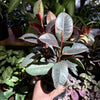 Ficus Elastica 'Ruby'