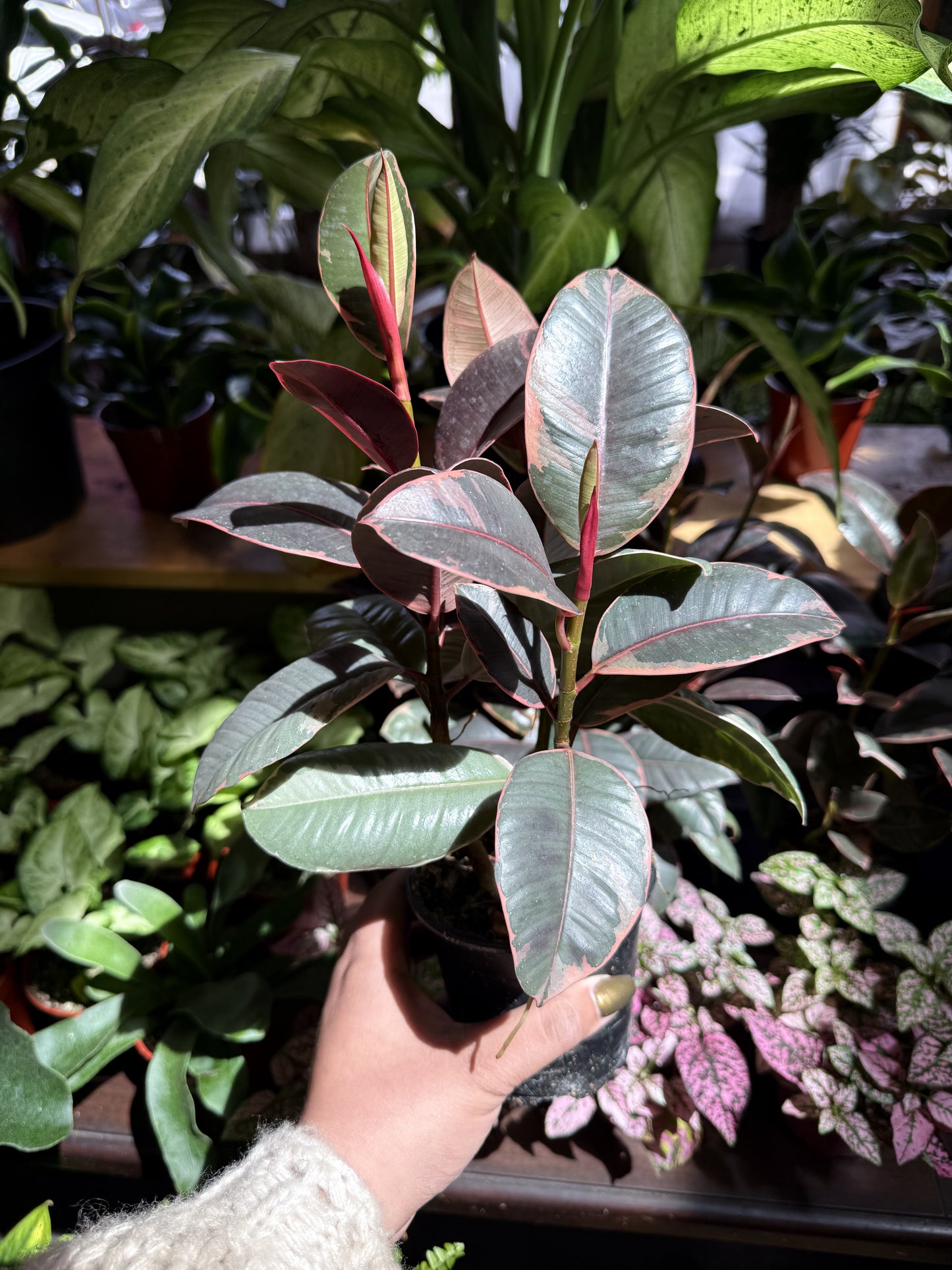 Ficus Elastica 'Ruby'