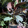 Ficus Elastica 'Ruby'