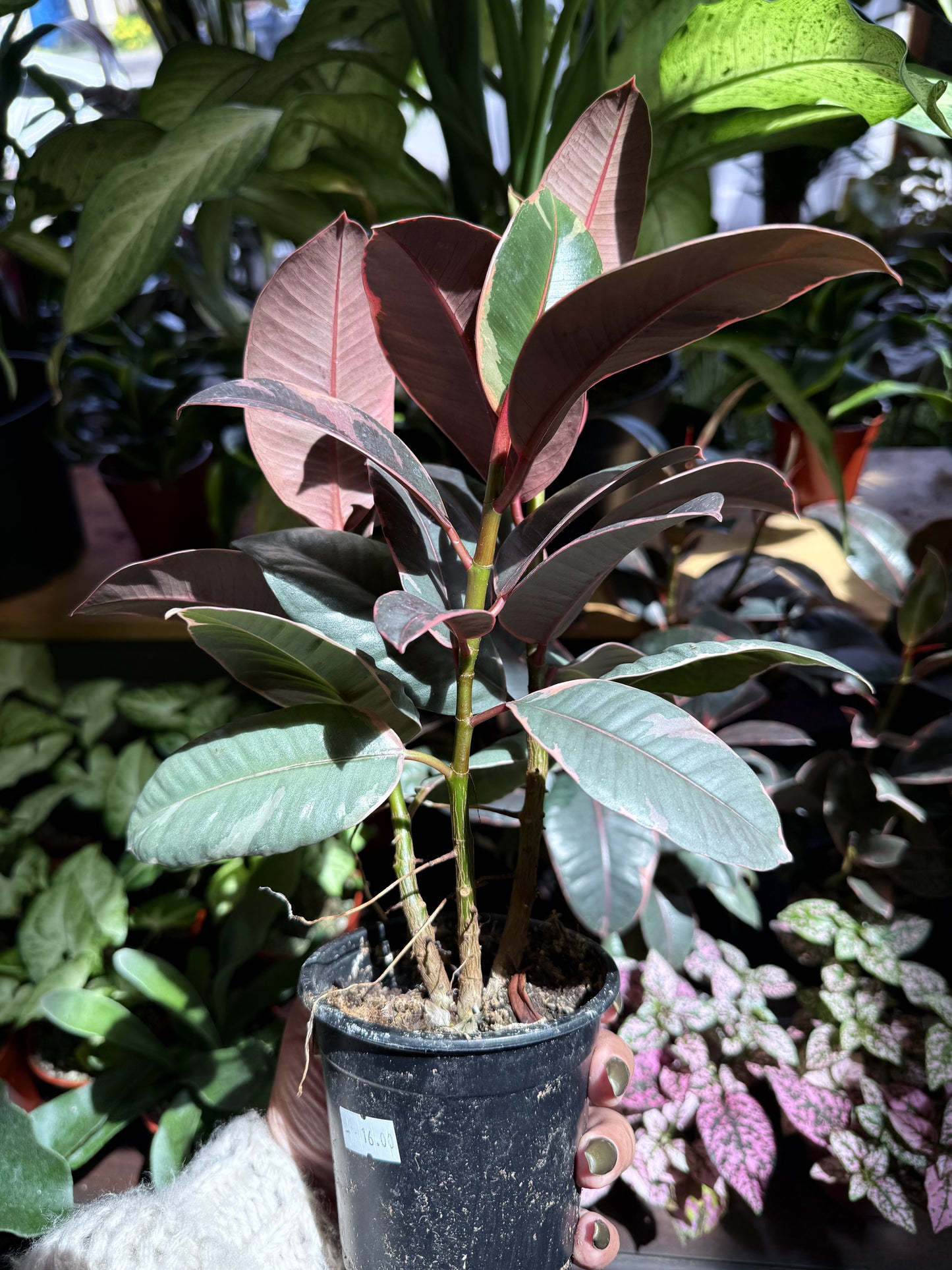 Ficus Elastica 'Ruby'